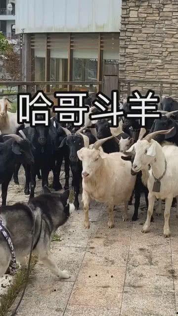 梦见二哥拿羊瓜给我吃,羊瓜之缘，兄弟情深