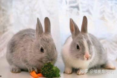 兔子吃不吃小瓜虫,小瓜虫在兔子菜单中的地位