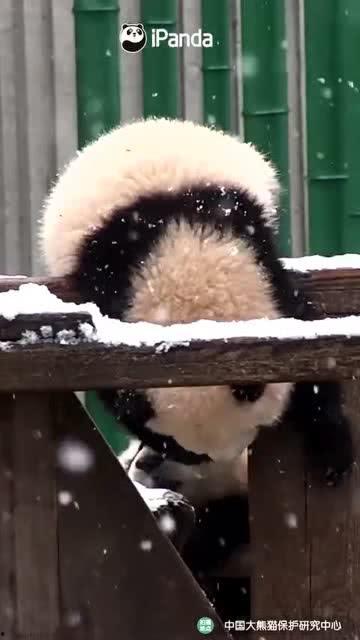 吃瓜小熊减脂,轻松健康,快乐瘦身