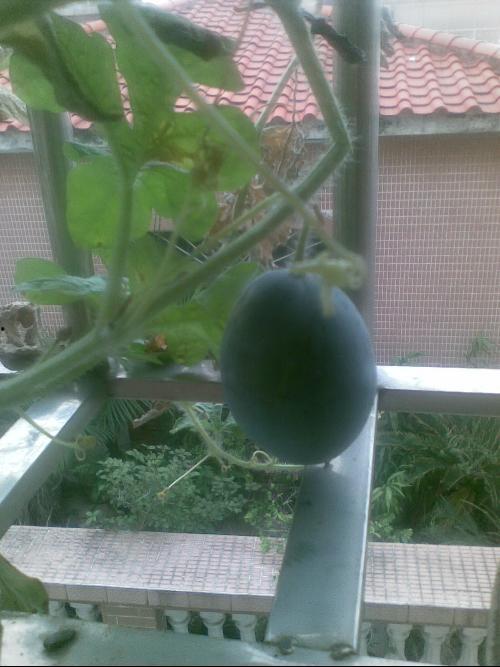 孕期可以吃阳瓜,阳瓜助力母婴健康