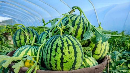 刺瓜是秋瓜吗怎么吃的,秋瓜中的独特美味