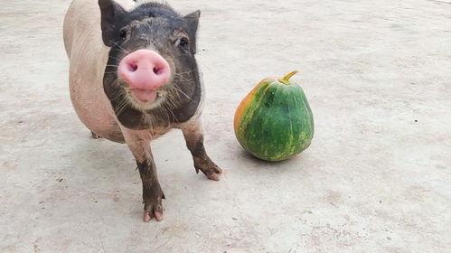喂猪猪吃瓜,趣味农业生活新体验