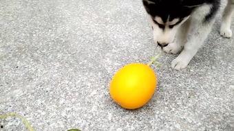 鹿哈吃瓜,揭秘娱乐圈背后的那些事儿