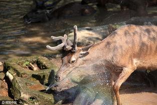 吃瓜小鹿酱,揭秘娱乐圈那些不为人知的幕后故事