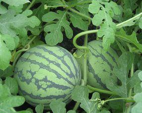 孕妇可以吃黑面瓜吗,黑面瓜的营养价值与食用建议