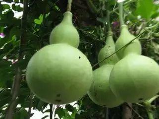 如溪吃瓜,揭秘娱乐圈的甜蜜与苦涩