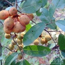 吃瓜馥木过敏,了解过敏源，守护健康生活