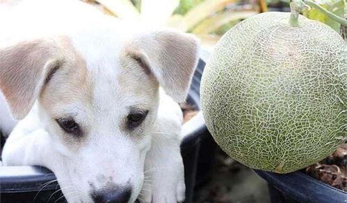 狗狗吃哈密瓜,甜蜜诱惑下的健康美味探索