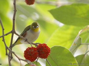 绣眼吃瓜吗,揭秘它们是否吃瓜