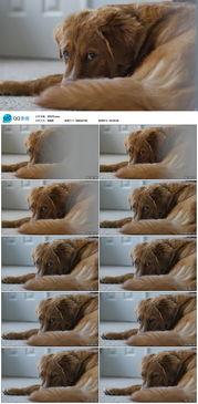 吃瓜小狗拍照视频素材