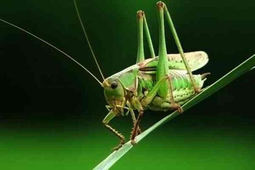 蝈蝈吃蜜瓜,蝈蝈的甜蜜盛宴