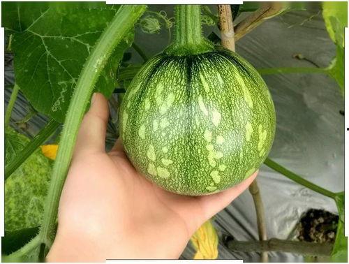 小刃在线吃瓜,揭秘娱乐圈幕后风云