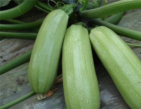 吃大白瓜的好处,营养丰富的健康佳品，揭秘其四大益处