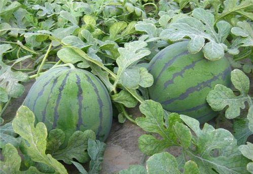 乾隆在哪吃的瓜