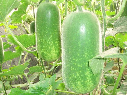 国人吃瓜视频大全,揭秘国人吃瓜视频大全