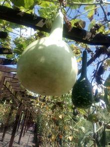 道具现场吃瓜,揭秘道具背后的秘密