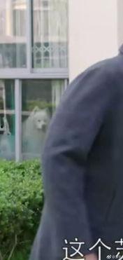 土匪吃瓜群众吃瓜视频,揭秘吃瓜视频背后的疯狂世界