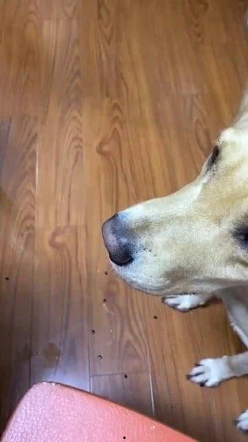 我家狗子会吃瓜,我家狗子的“美食”冒险记