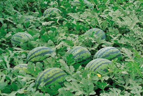 张北吃瓜群,揭秘网络社交背后的趣味与争议