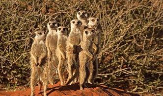 吃瓜的獴,揭秘热带雨林中的“美食侦探”