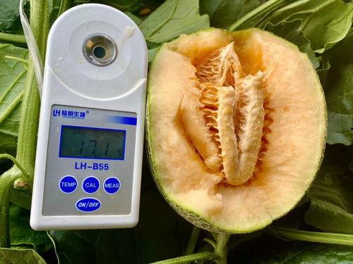 吃瓜合集是什么,网络热议背后的真相与趣味