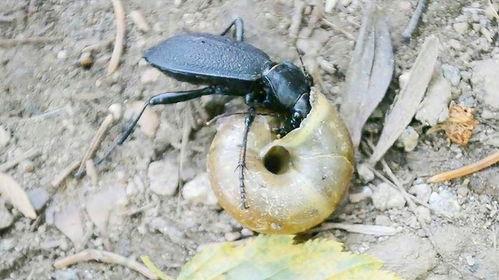 小白瓜老是被虫吃,绿色防控技术助力农业发展