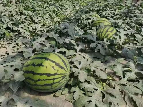 寿光西关吃瓜,瓜果飘香，品味夏日田园风情