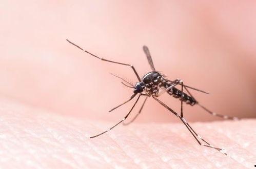 带你吃瓜蚊子支配人类,人类生活的隐形霸主