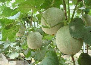 长痘吃哈密瓜,天然美容水果的神奇功效