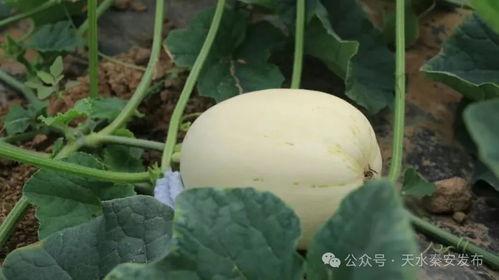 白瓜可以怎么吃,创意白瓜食谱大盘点