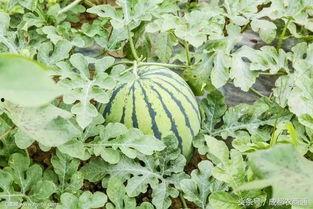 花前月下吃瓜,一场别开生面的夜市美食之旅