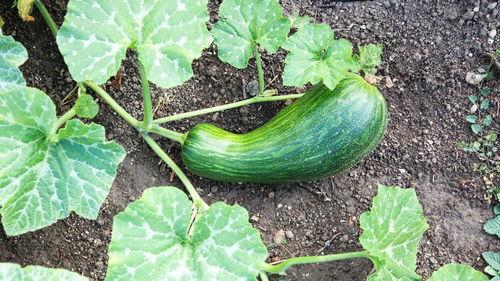 孕妇可以吃瓠瓜,孕妇适量食用瓠瓜的益处