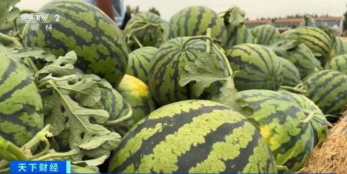 商丘宁陵初中吃瓜,揭秘校园里的“瓜田”风云