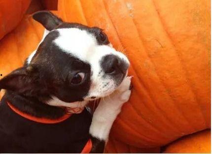 小狗吃瓜卡住,紧急救助记