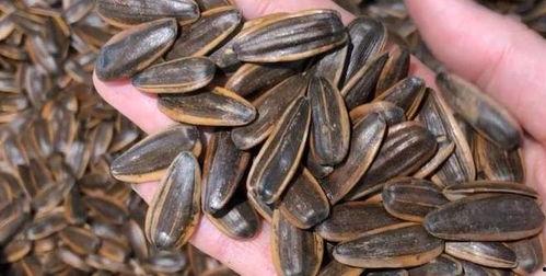 吃瓜子没有瓜,揭秘瓜子生长之谜