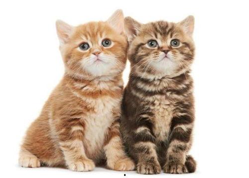 猫可以吃蒲瓜吗