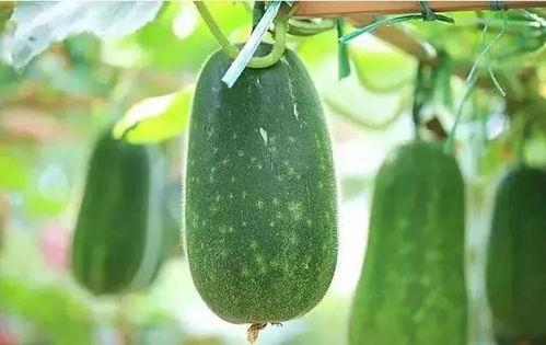 吃瓜是什么时候,从网络流行语到文化现象的演变